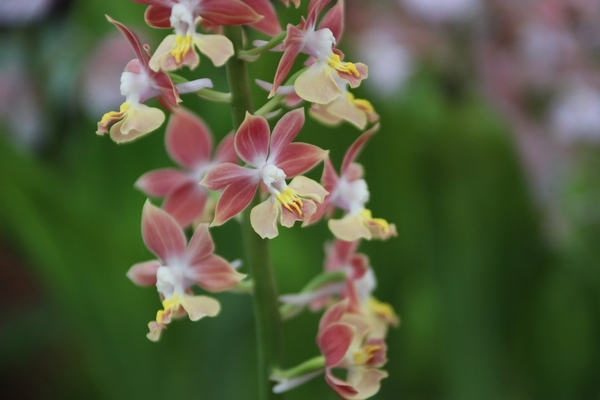 자은면 1004뮤지엄파크 새우란 002 2