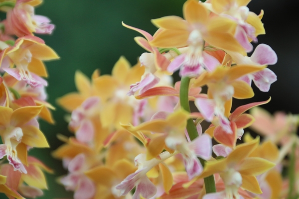 자은면 1004뮤지엄파크 새우란 002 5