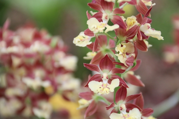 자은면 1004뮤지엄파크 새우란 002 6