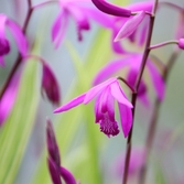 자은면 1004뮤지엄파크 새우란 002