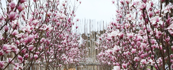 자은면 1004뮤지엄파크 목련 3