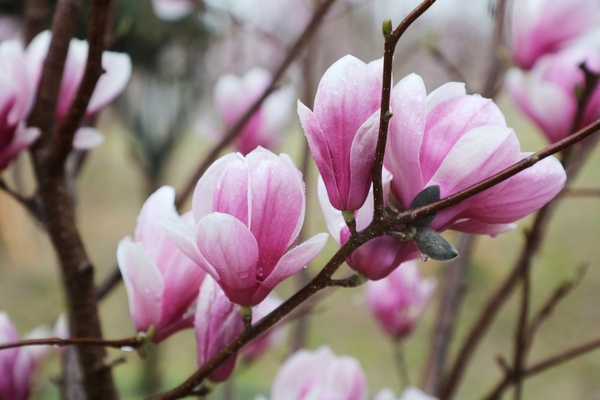 자은면 1004뮤지엄파크 목련 4