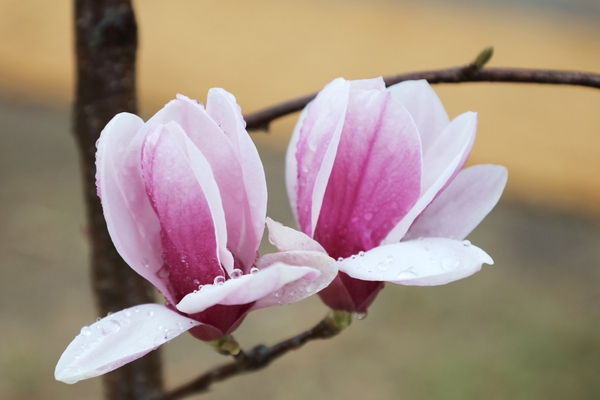 자은면 1004뮤지엄파크 목련 5