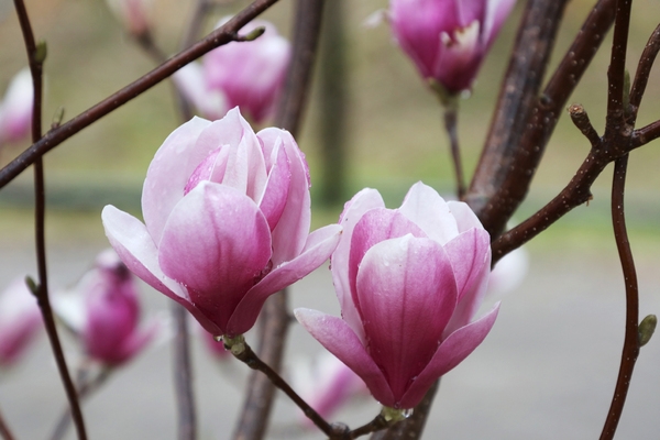 자은면 1004뮤지엄파크 목련 6