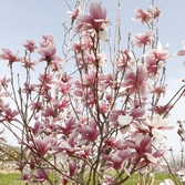 자은면 1004뮤지엄파크 목련