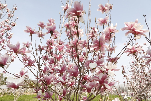 자은면 1004뮤지엄파크 목련 1