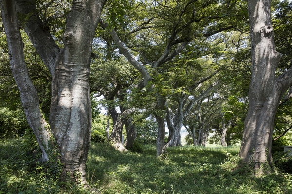 장산도 도창리 1