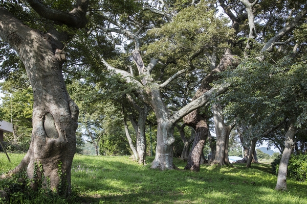 장산 도창리 노거수림 3