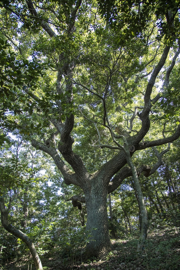 장산 막금도 섬막금도 당제 4
