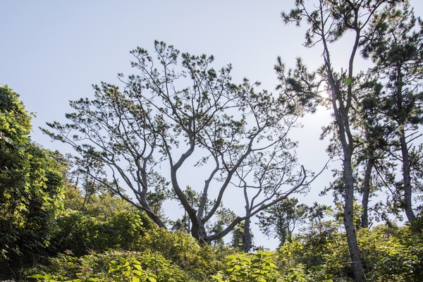 장산 막금도 섬막금도 당제 1