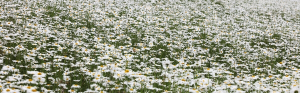 장산면 화이트정원 샤스타데이지 001 2