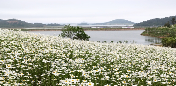 장산면 화이트정원 샤스타데이지 001 3