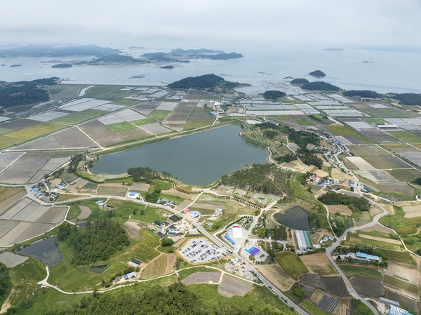 장산면 화이트정원 샤스타데이지 001 5