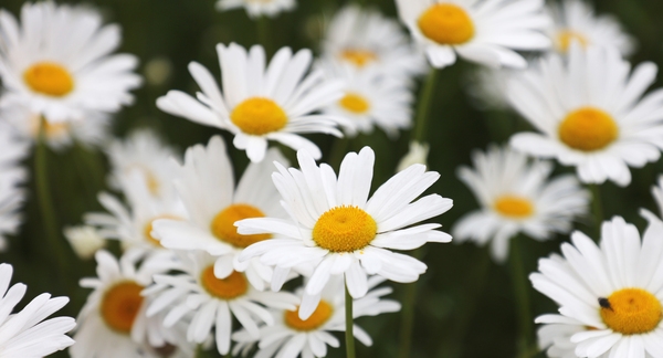 장산면 화이트정원 샤스타데이지 002 2