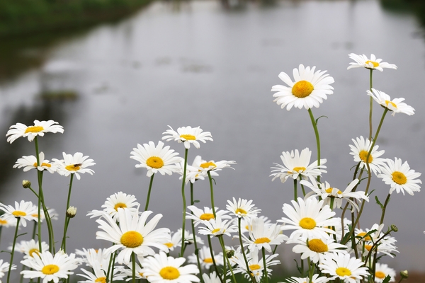 장산면 화이트정원 샤스타데이지 002 6