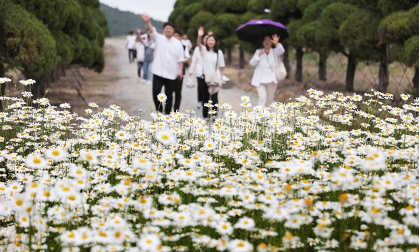 장산면 화이트정원 샤스타데이지 003 3