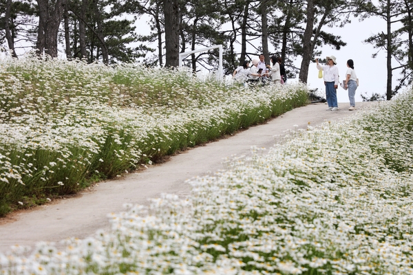 장산면 화이트정원 샤스타데이지 003 4
