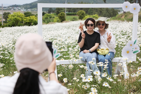 장산면 화이트정원 샤스타데이지 003 6