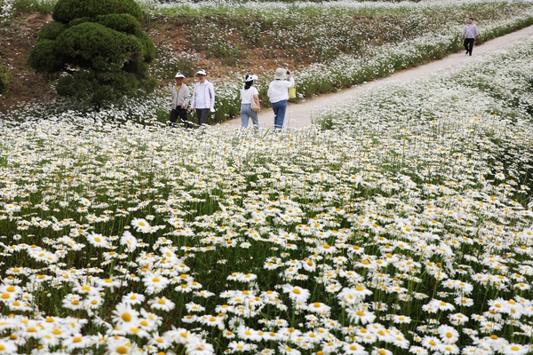 장산면 화이트정원 샤스타데이지 003 2