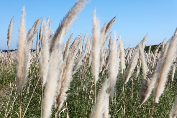 장산면 화이트정원 팜파스글라스 001 2