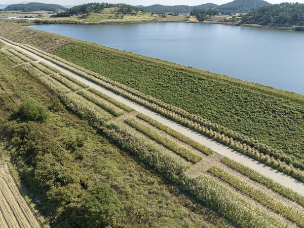 장산면 화이트정원 팜파스글라스 002 3
