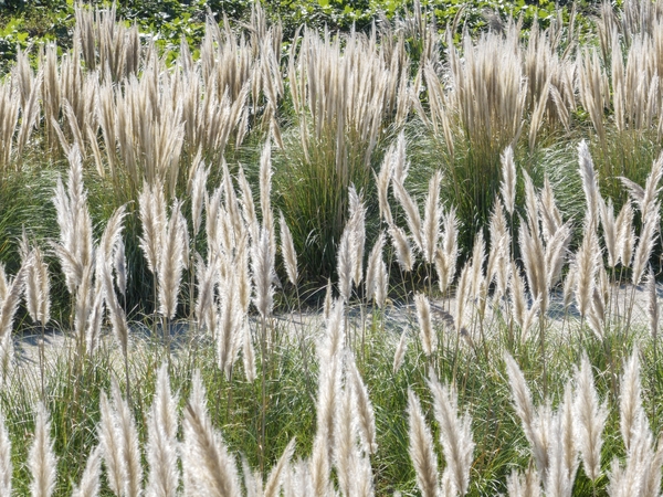 장산면 화이트정원 팜파스글라스 002 4