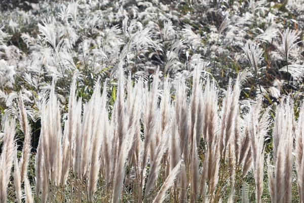 장산면 화이트정원 팜파스글라스 003 2