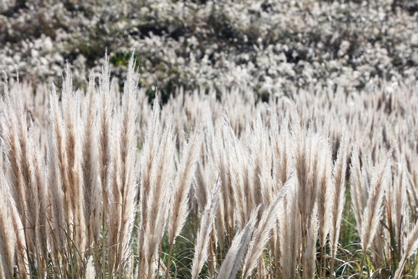 장산면 화이트정원 팜파스글라스 003 5