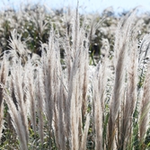 장산면 화이트정원 팜파스글라스 003