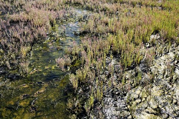 태평염전힐링캠프장및염태식물원 6