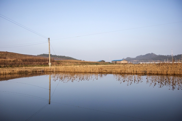병풍도 전경갈대 6