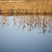병풍도 전경갈대