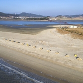 증도 우전해변 비치파라솔