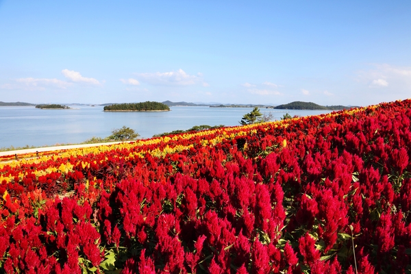 증도면 병풍도 맨드라미 001 6