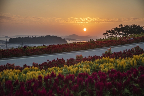 증도면 병풍도 맨드라미 002 3