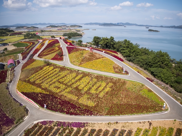 증도면 병풍도 맨드라미 003 2