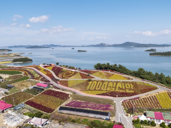 증도면 병풍도 맨드라미 003 3