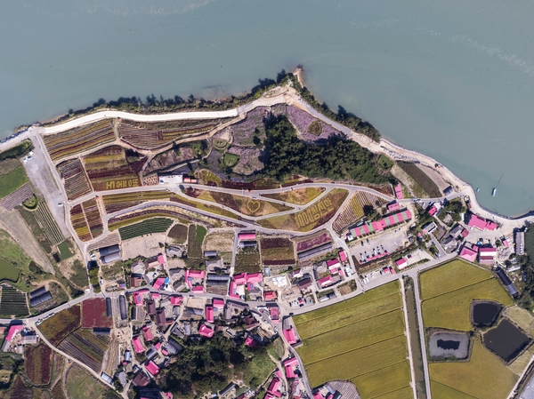 증도면 병풍도 맨드라미 003 4