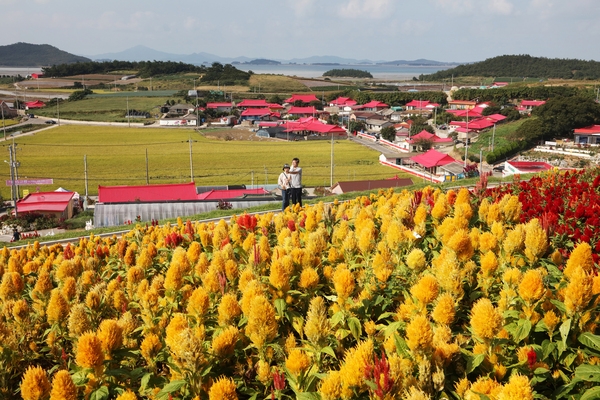 증도면 병풍도 맨드라미 003 6