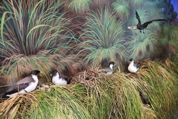 흑산도 신안철새박물관 4