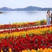 증도면 병풍도 맨드라미 002