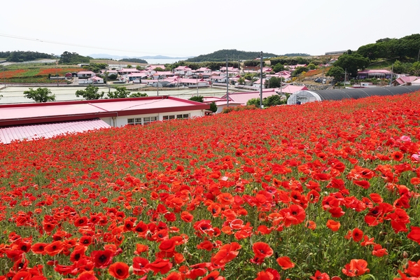증도면 병풍도 양귀비꽃 001 2