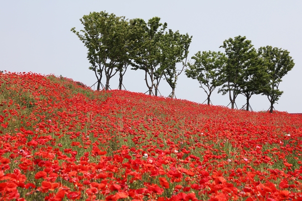 증도면 병풍도 양귀비꽃 001 3