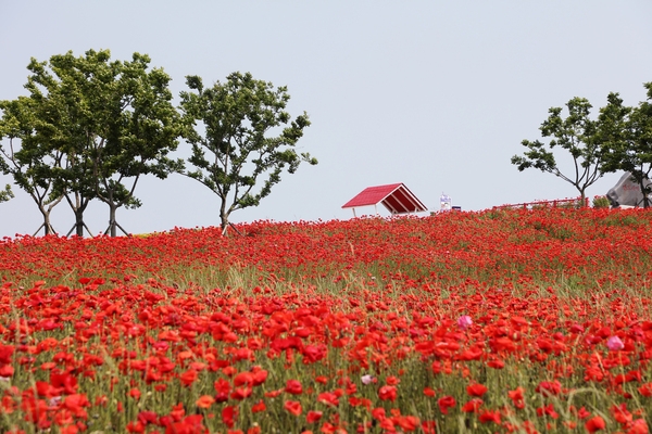 증도면 병풍도 양귀비꽃 001 4