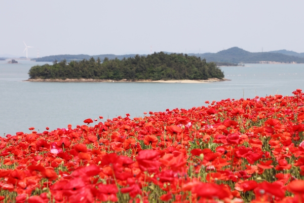 증도면 병풍도 양귀비꽃 001 5