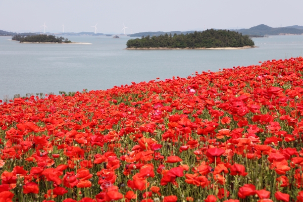 증도면 병풍도 양귀비꽃 001 6
