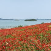 증도면 병풍도 양귀비꽃 001