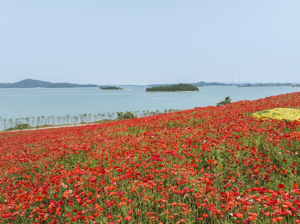 증도면 병풍도 양귀비꽃 001 1
