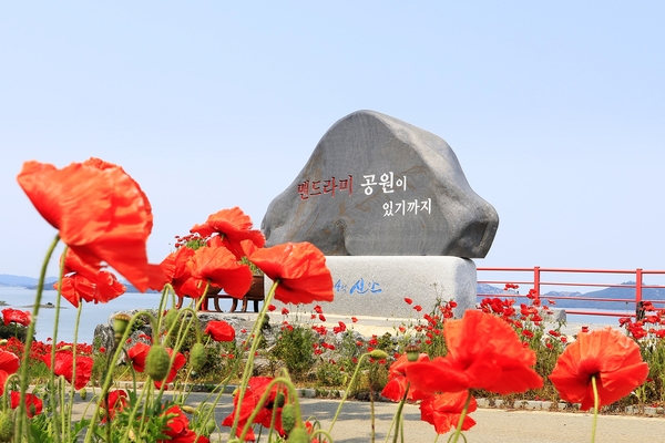 증도면 병풍도 양귀비꽃 002 2