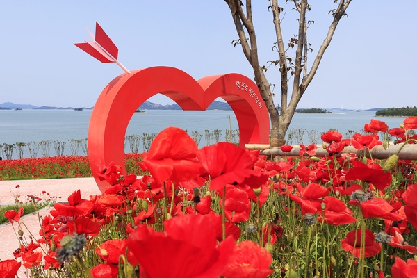 증도면 병풍도 양귀비꽃 002 3